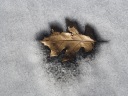 Oak leaf in the snow